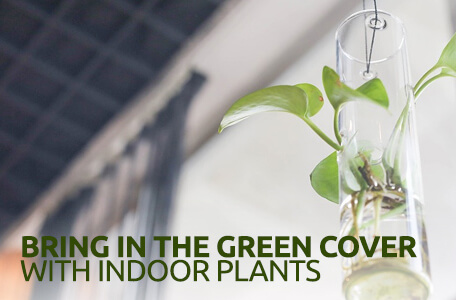 Bring in the Green Cover with Indoor Plants